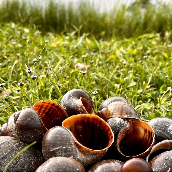 Giant Apple Snail Shells for Decor or Crafts Quantity 10 - Picture 4 of 5